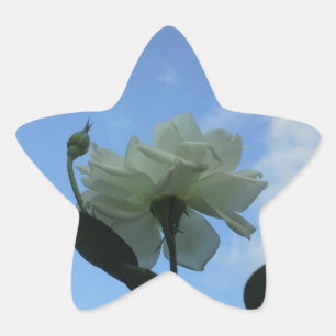 青いバラ色 星シール