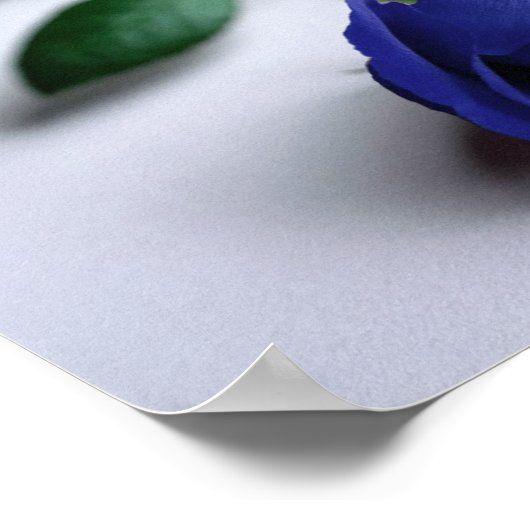 青いバラ – ポスター (角)