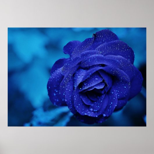 青いバラ(露) ポスター (正面)