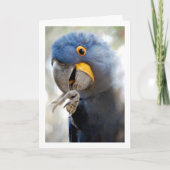 青いパラットの肖像 カード (正面)