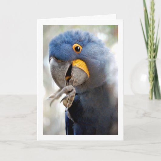 青いパラットの肖像 カード (正面)