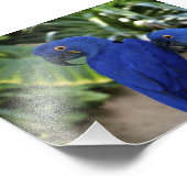 青いパロッツの写真 フォトプリント            (角)