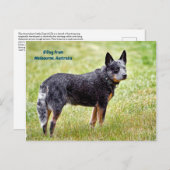 青いヒェラー犬 ポストカード (正面/裏面)