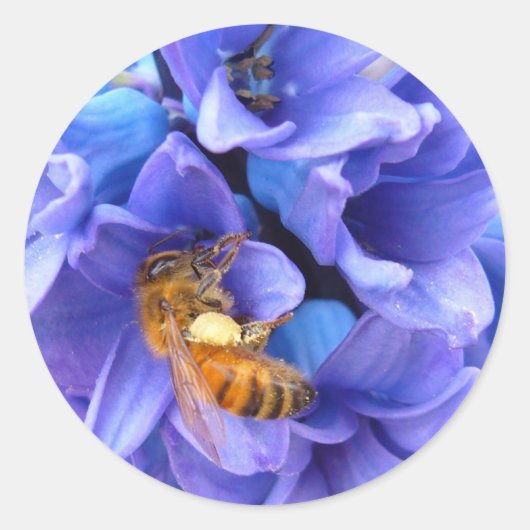 青いヒヤシンス～シール ラウンドシール (正面)