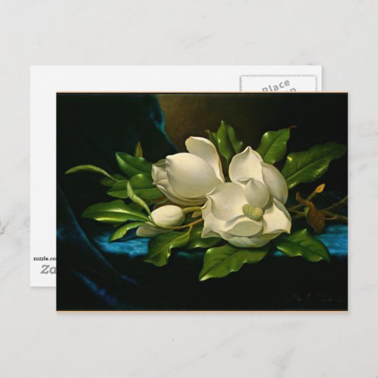 青いビロードの布に乗った巨大マグノリア ポストカード (正面/裏面)