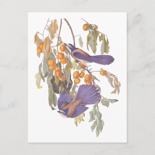 青いフロリダスクラブジャイ、オレンジを持つオードュボン鳥 ポストカード (正面)