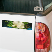 青いベルベットの布の上の巨大なマグノリア(ヒード) バンパーステッカー (トラック上)