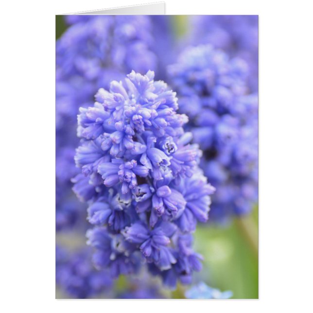 青いベル (正面)