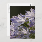 青いホスタ ポストカード (正面/裏面)