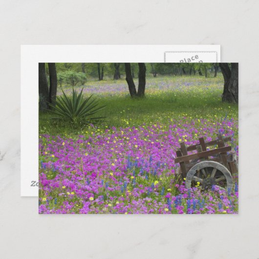 青いボンネッツのフロックスの野原の木製の荷車 ポストカード (正面/裏面)