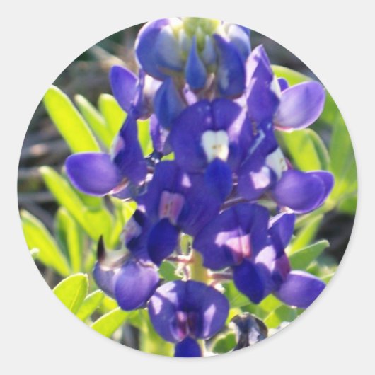 青いボンネット ラウンドシール (正面)