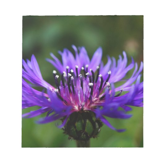 青いヤグルマギクの花の花の平和愛運命 ノートパッド (正面)