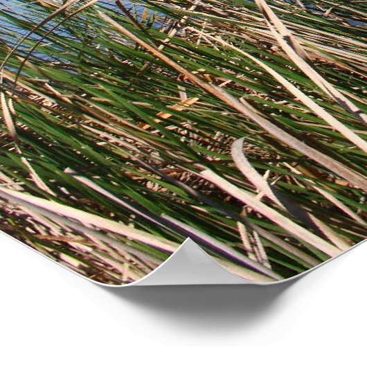 「青いラグーン」 ポスター (角)