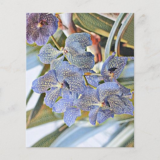 青いラバンダー色の蘭の花 (正面)