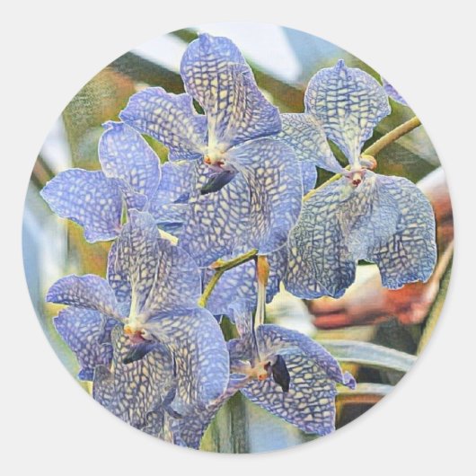 青いラバンダー色の蘭の花 ラウンドシール (正面)