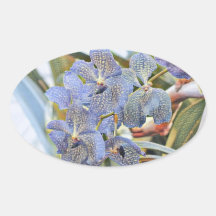 青いラバンダー色の蘭の花