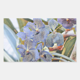 青いラバンダー色の蘭の花 長方形シール