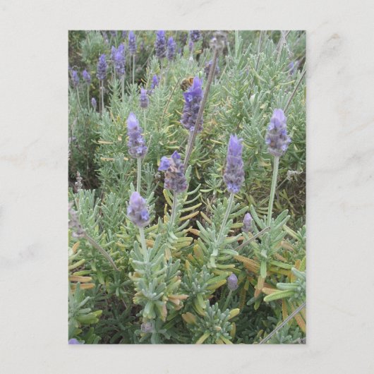 青いラベンダーとビー ポストカード (正面)