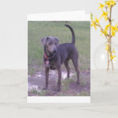 青いレースのよう色 カード (黄色い花)