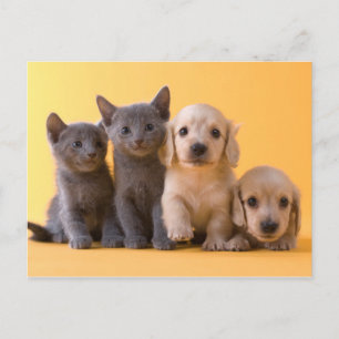 青いロシアの子猫とダシュントの子犬 ポストカード
