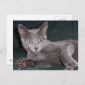 青いロシアの子猫はがき ポストカード (正面/裏面)