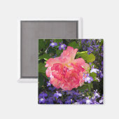 青いロベベリヤの花の中にピンクのバラの花 マグネット (正面/裏面)