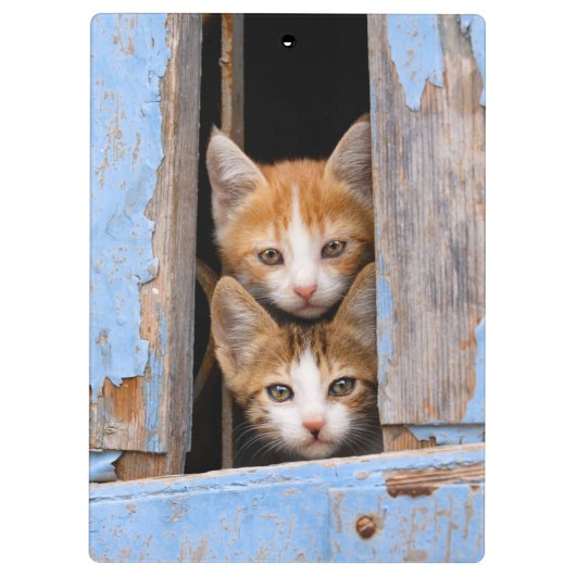 青いヴィンテージの窓の写真のかわいい猫の子ネコ クリップボード (裏面)