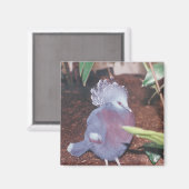 青い冠をかぶったインペリアルハト – マグネット (正面/裏面)