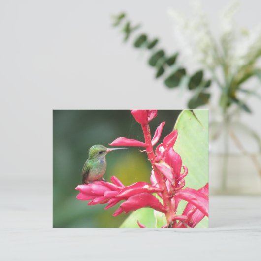 青い喉を持つハチドリの写真 ポストカード (スタンド正面)