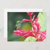 青い喉を持つハチドリの写真 ポストカード (正面/裏面)