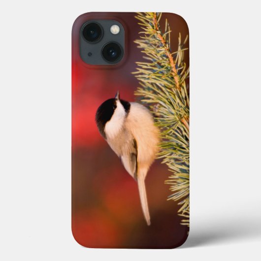 青い地図書ヒマラヤスギのカロライナ《鳥》アメリカゴガラ Case-Mate iPhoneケース (裏面)