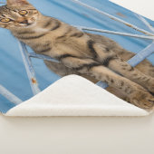 青い塀にすわっているかわいい子猫 シェルパブランケット (3/4)