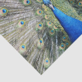 青い孔雀の完全な羽 薄葉紙 (詳細)