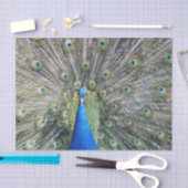 青い孔雀の完全な羽 薄葉紙 (クラフト)