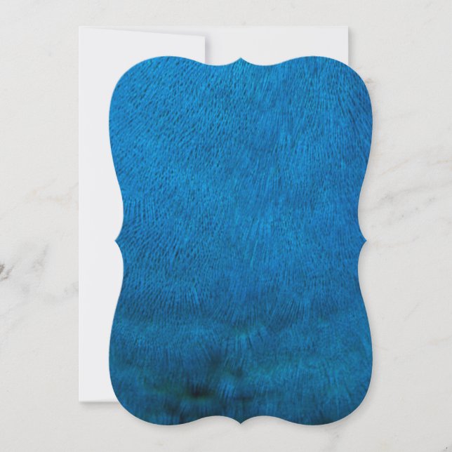 青い孔雀の羽 (正面)