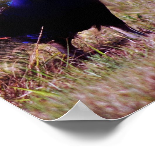 青い孔雀 ポスター (角)