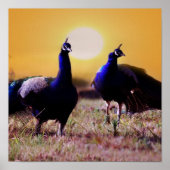 青い孔雀 ポスター (正面)