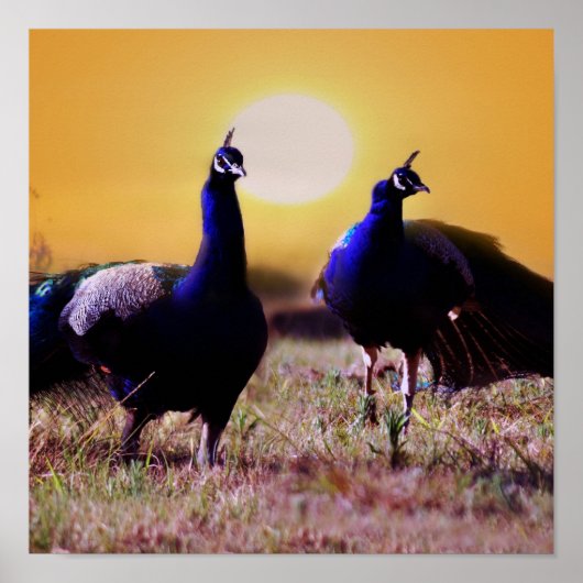 青い孔雀 ポスター (正面)