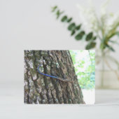 青い尾のスキンク ポストカード (スタンド正面)