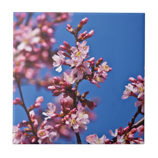 青い日本の桜のタイル タイル (正面)
