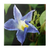 青い朝顔の花 タイル (正面)