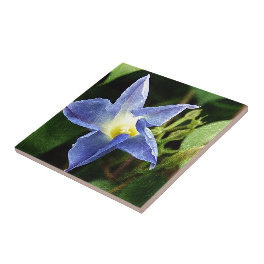 青い朝顔の花 タイル (側面)