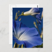青い朝顔 ポストカード (正面/裏面)