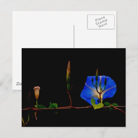 青い朝顔 ポストカード (正面/裏面)