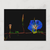 青い朝顔 ポストカード (正面)