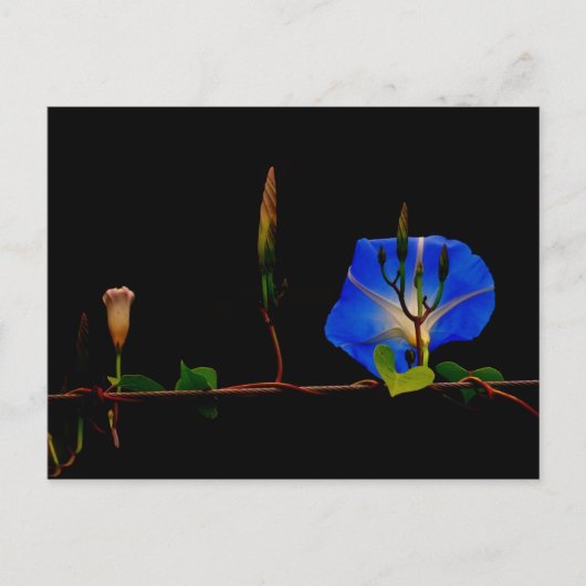 青い朝顔 ポストカード (正面)