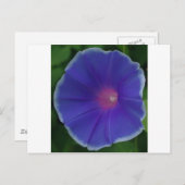 青い朝顔 ポストカード (正面/裏面)