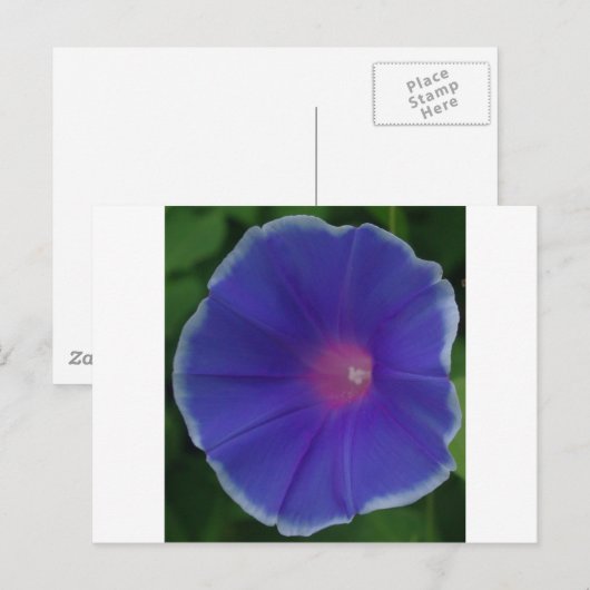 青い朝顔 ポストカード (正面/裏面)