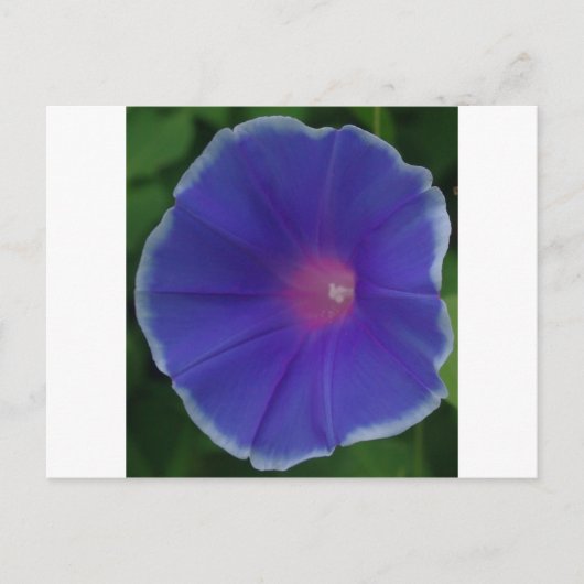 青い朝顔 ポストカード (正面)