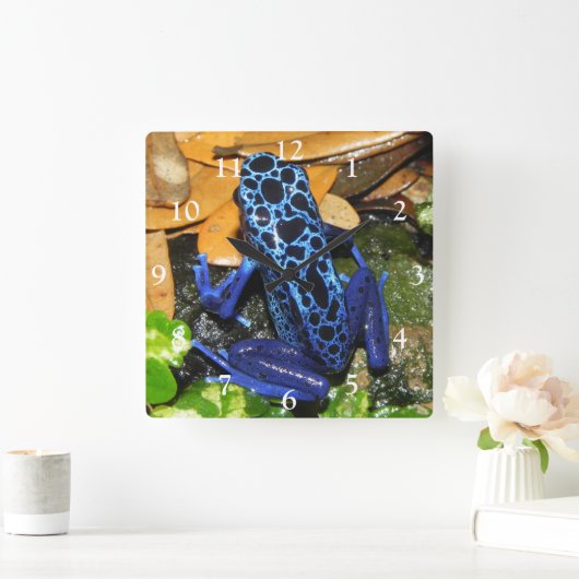 青い毒ダーツカエルのクローズアップ スクエア壁時計 (ホーム)